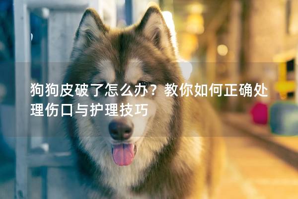 狗狗皮破了怎么办？教你如何正确处理伤口与护理技巧