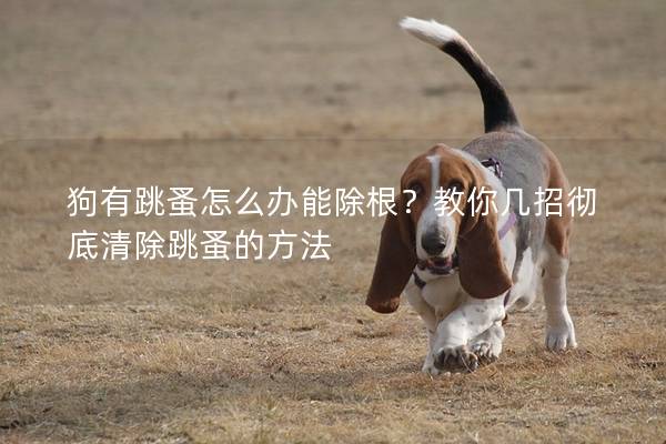 狗有跳蚤怎么办能除根？教你几招彻底清除跳蚤的方法