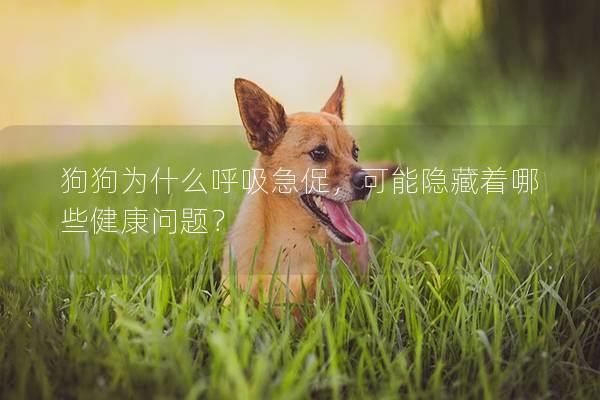 狗狗为什么呼吸急促，可能隐藏着哪些健康问题？