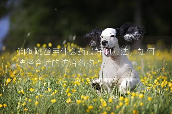 狗狗跳蚤用什么药最好的方法，如何选择合适的防治药物？