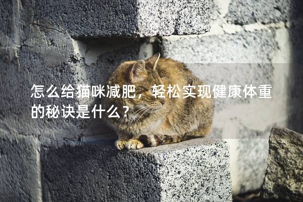 怎么给猫咪减肥，轻松实现健康体重的秘诀是什么？
