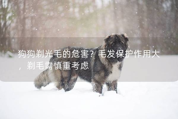 狗狗剃光毛的危害？毛发保护作用大，剃毛需慎重考虑
