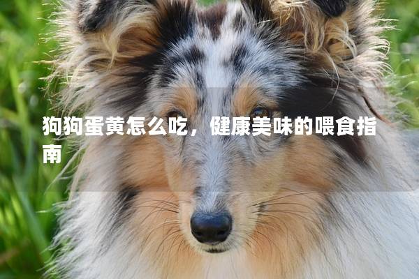 狗狗蛋黄怎么吃，健康美味的喂食指南