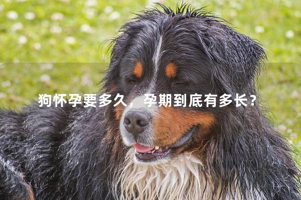 狗怀孕要多久，孕期到底有多长？