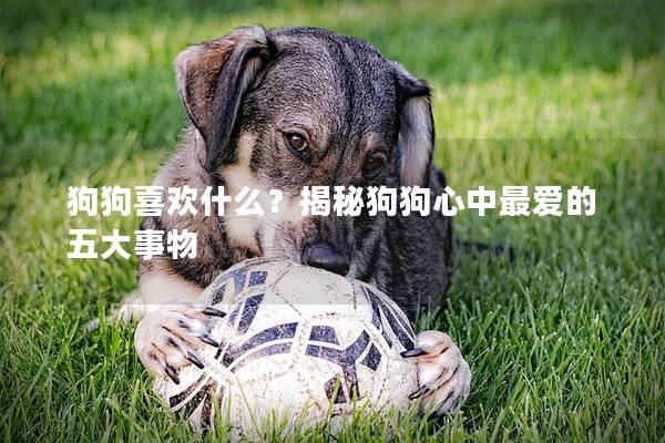 狗狗喜欢什么？揭秘狗狗心中最爱的五大事物