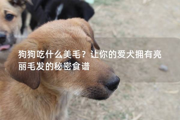 狗狗吃什么美毛？让你的爱犬拥有亮丽毛发的秘密食谱