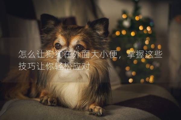 怎么让狗狗在外面大小便，掌握这些技巧让你轻松应对