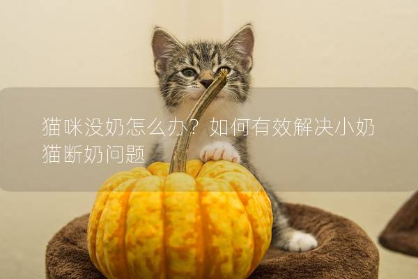 猫咪没奶怎么办？如何有效解决小奶猫断奶问题