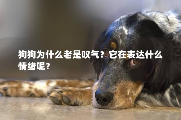 狗狗为什么老是叹气？它在表达什么情绪呢？