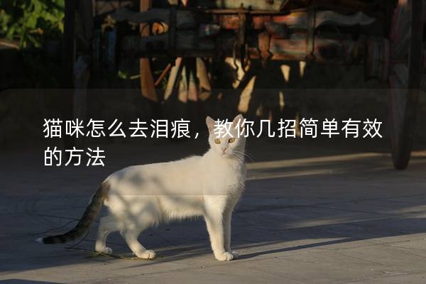 猫咪怎么去泪痕，教你几招简单有效的方法