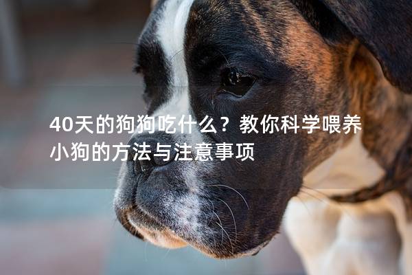 40天的狗狗吃什么？教你科学喂养小狗的方法与注意事项