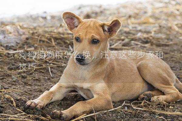 狗狗换狗粮怎么换，注意这些步骤和技巧