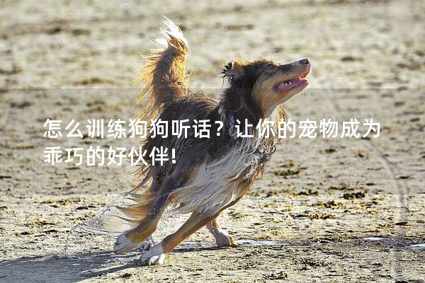 怎么训练狗狗听话？让你的宠物成为乖巧的好伙伴!
