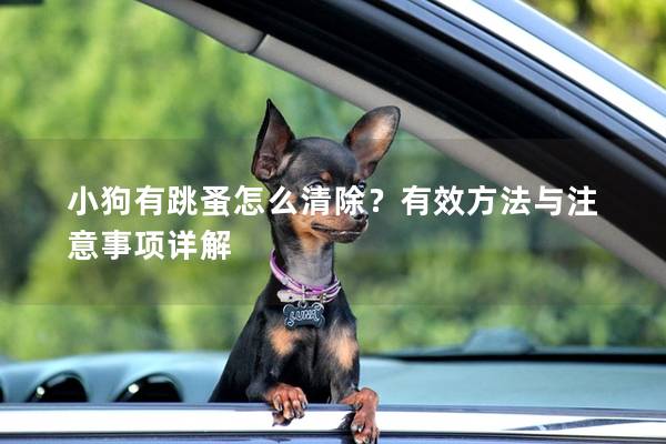 小狗有跳蚤怎么清除？有效方法与注意事项详解