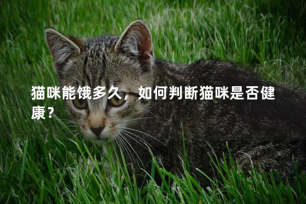 猫咪能饿多久，如何判断猫咪是否健康？