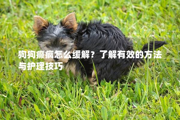 狗狗癫疯怎么缓解？了解有效的方法与护理技巧
