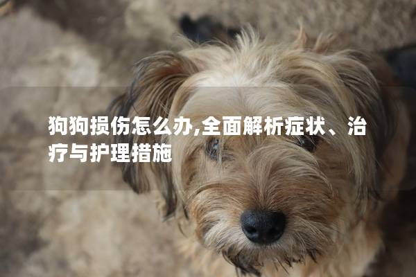 狗狗损伤怎么办,全面解析症状、治疗与护理措施