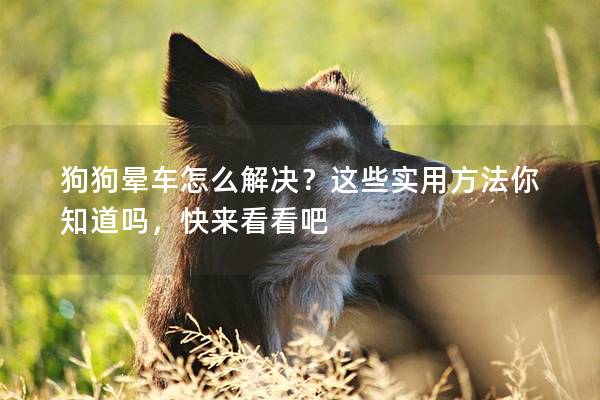 狗狗晕车怎么解决？这些实用方法你知道吗，快来看看吧