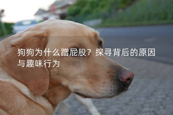 狗狗为什么蹭屁股？探寻背后的原因与趣味行为