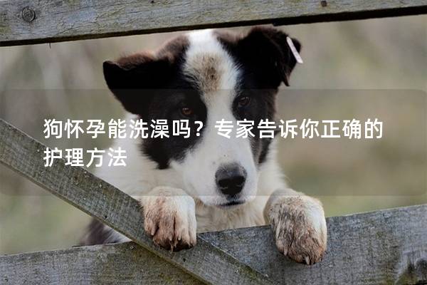狗怀孕能洗澡吗？专家告诉你正确的护理方法
