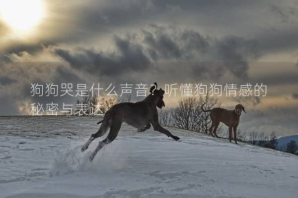 狗狗哭是什么声音？听懂狗狗情感的秘密与表达