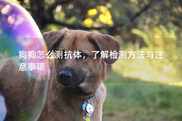 狗狗怎么测抗体，了解检测方法与注意事项