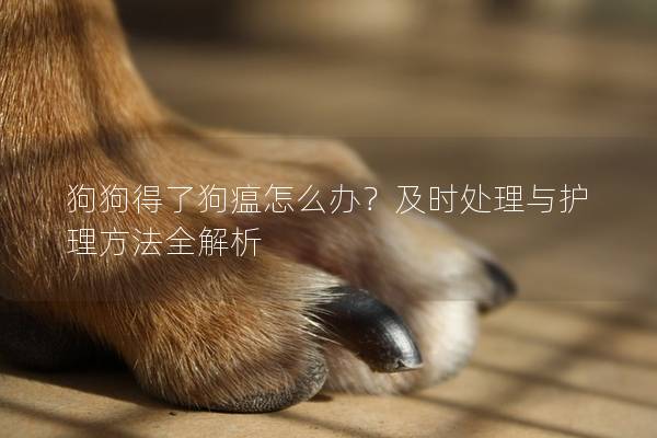 狗狗得了狗瘟怎么办？及时处理与护理方法全解析