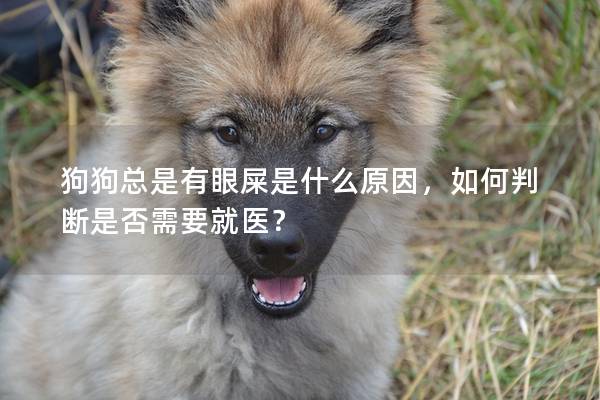 狗狗总是有眼屎是什么原因，如何判断是否需要就医？