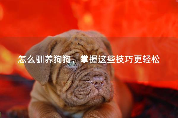 怎么驯养狗狗，掌握这些技巧更轻松
