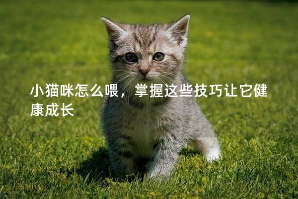 小猫咪怎么喂，掌握这些技巧让它健康成长
