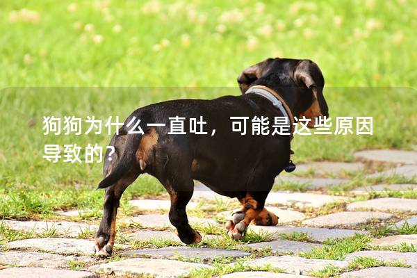 狗狗为什么一直吐，可能是这些原因导致的？