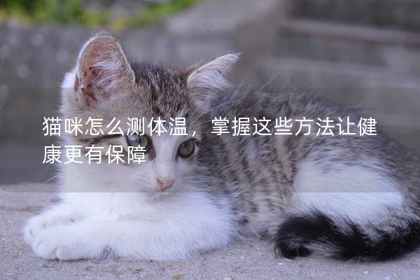 猫咪怎么测体温，掌握这些方法让健康更有保障