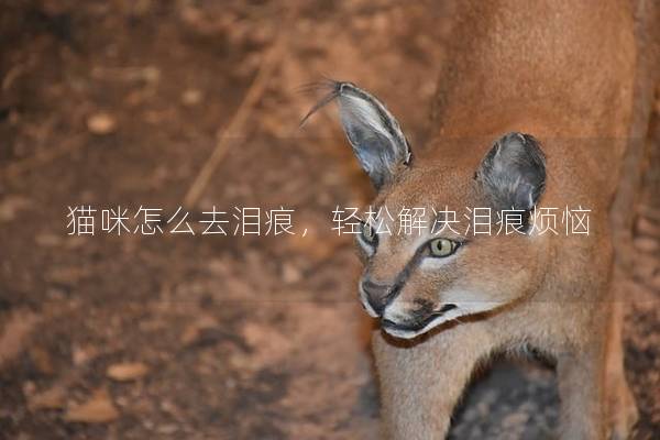 猫咪怎么去泪痕，轻松解决泪痕烦恼