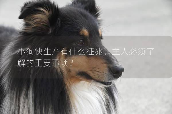 小狗快生产有什么征兆，主人必须了解的重要事项？
