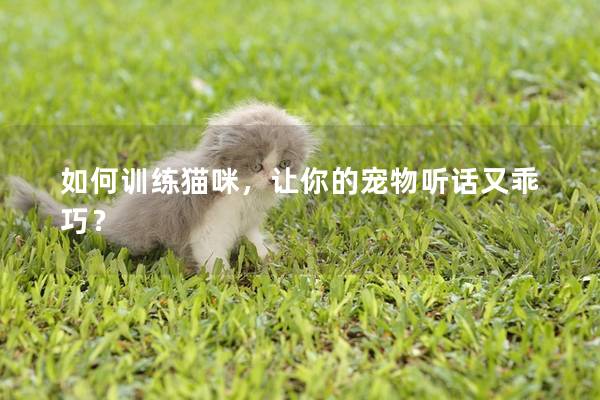 如何训练猫咪，让你的宠物听话又乖巧？