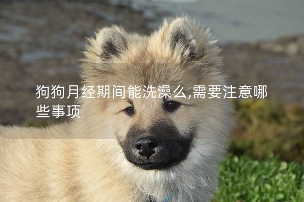 狗狗月经期间能洗澡么,需要注意哪些事项