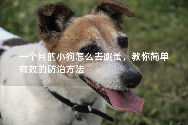 一个月的小狗怎么去跳蚤，教你简单有效的防治方法