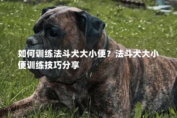 如何训练法斗犬大小便？法斗犬大小便训练技巧分享