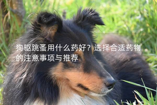 狗驱跳蚤用什么药好？选择合适药物的注意事项与推荐