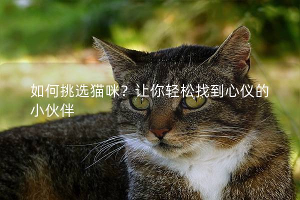 如何挑选猫咪？让你轻松找到心仪的小伙伴