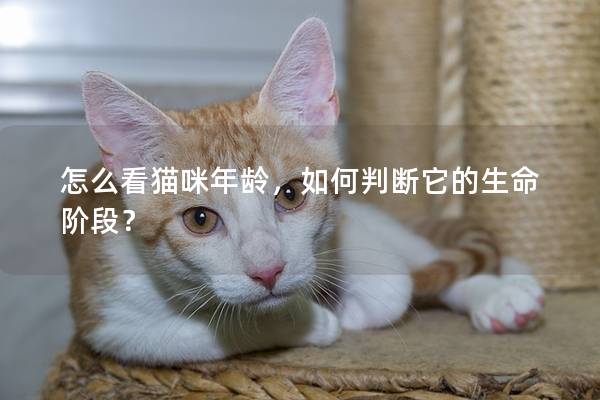 怎么看猫咪年龄，如何判断它的生命阶段？