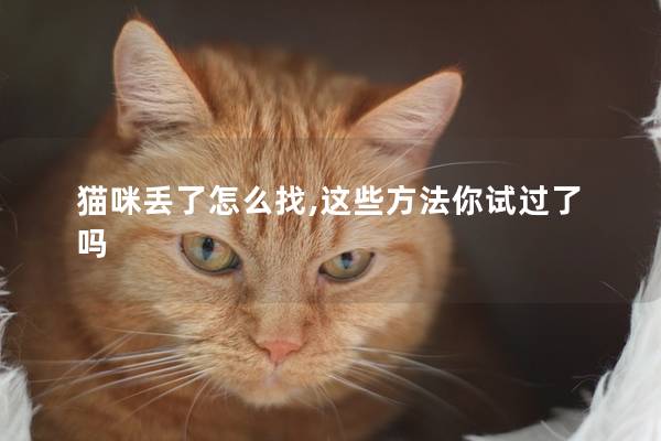 猫咪丢了怎么找,这些方法你试过了吗