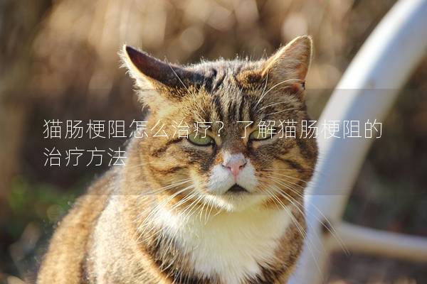 猫肠梗阻怎么治疗？了解猫肠梗阻的治疗方法