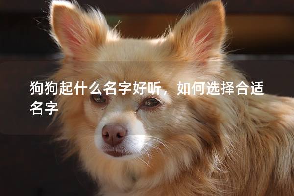 狗狗起什么名字好听，如何选择合适名字