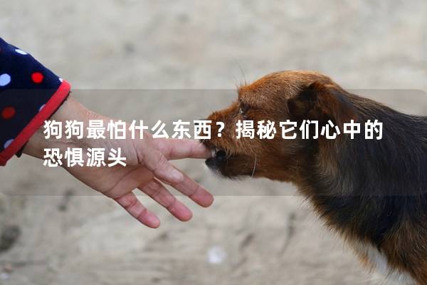 狗狗最怕什么东西？揭秘它们心中的恐惧源头