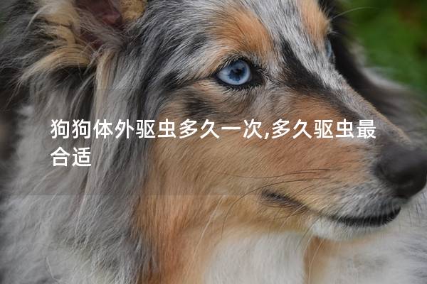 狗狗体外驱虫多久一次,多久驱虫最合适