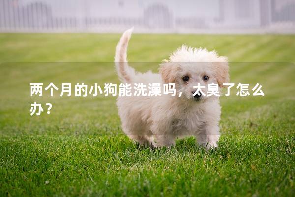 两个月的小狗能洗澡吗，太臭了怎么办？