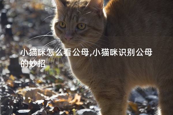 小猫咪怎么看公母,小猫咪识别公母的妙招
