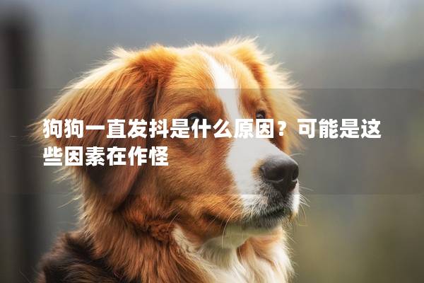 狗狗一直发抖是什么原因？可能是这些因素在作怪