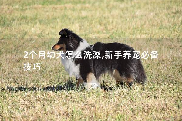2个月幼犬怎么洗澡,新手养宠必备技巧